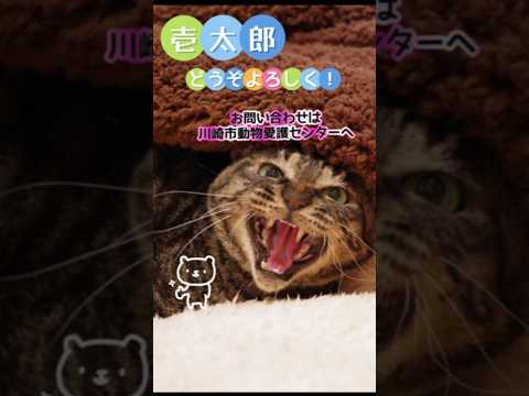 【譲渡動物紹介】壱太郎03 #shorts #cat #川崎市 #猫 #保護猫 #動物保護施設