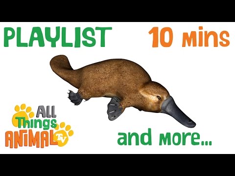 * TOP 6 CUTE ANIMALS * | Playlist For Kids | All Things Animal TV