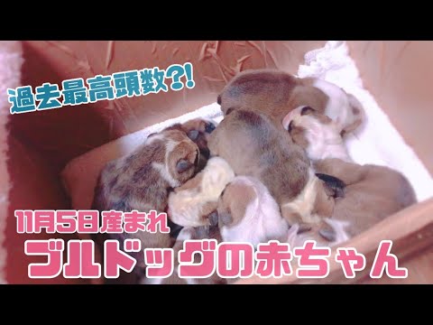 【出産動画】ブルドッグの赤ちゃんが産まれました！！#511 #イーストジャパン小山 #ブリーダー #パピー #ブルドッグ #子犬販売