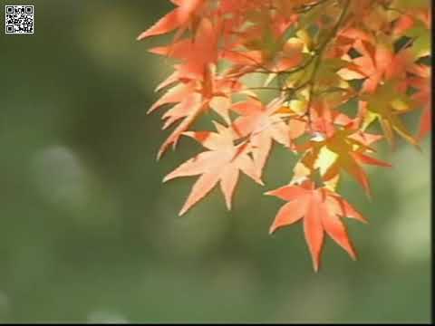 中山峠(唄)横内じゅん