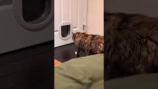 funny cat#cat#cats#catlover #catshorts #funnycats#youtubeshorts #funnyvideo #music#bigflowercat