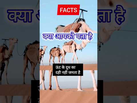 uth ke dudh ka dahi nahi jamta hai #camel milk #camel #facts #viral