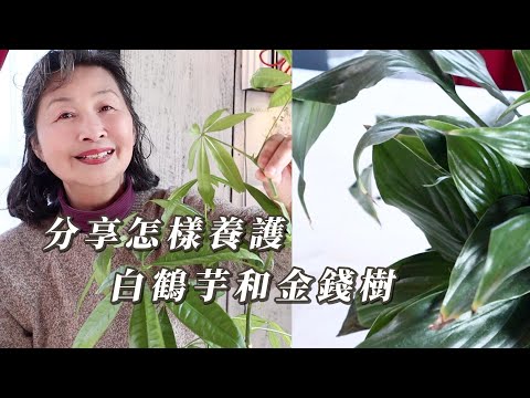 【園藝】分享怎樣養護白鶴芋和金錢樹｜最好給它們換什麼樣的花盆