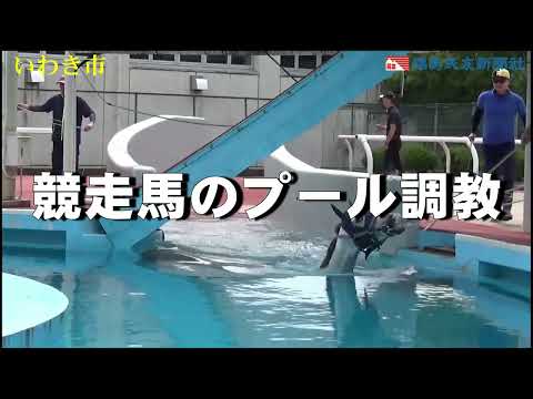 競走馬のプール調教