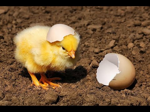 Hatching a chick from an egg. The first minute of a chicken's life.Have you seen how a chicken born?