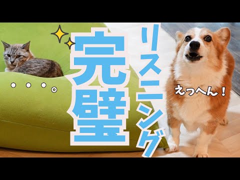 人間みたいな犬に言葉の聞き分けができてるか試してみたらこうなった