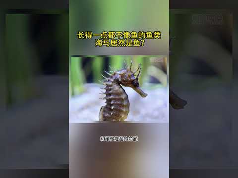 长得一点都不像鱼的鱼类，海马居然是鱼？#动物科普 #海洋生物 #海底世界 #动物冷知识 #海马 #野生动物