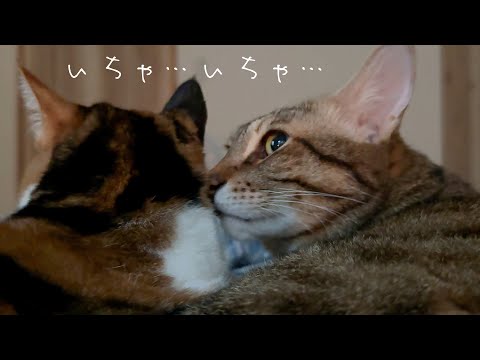 朝からイチャイチャしている猫カップルを無言で観察してたら破局しました