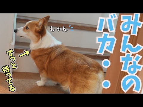 休日の朝家族が起きてこないので、寂しくていじけてしまったコーギー犬