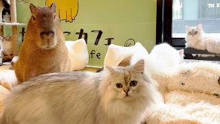 Japan's Capybara & Cat Cafe🐈 The only place in the world!!