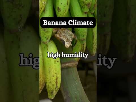 What Are the Best Growing Conditions for Bananas?