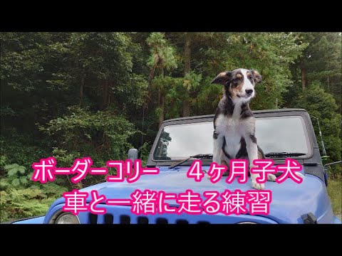 【我が家のわんこ】　ボーダーコリーの子犬　車と一緒に走る練習中トンビに食べられそうになる