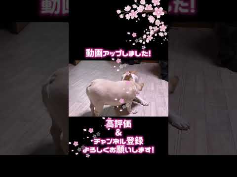 【ブルドッグ】【フレンチブルドッグ】ブルちゃん&フレブルちゃん大集合！🩷　看板犬アイリスちゃん、銀次郎くん、ミルキーちゃんも登場🎀🐶