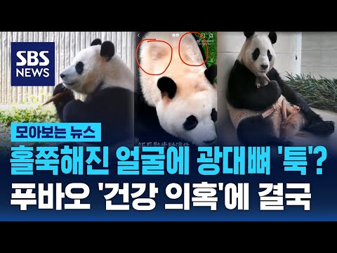 홀쭉해진 얼굴에 광대뼈 '툭'?…푸바오 '건강 의혹'에 결국 / SBS / 모아보는 뉴스