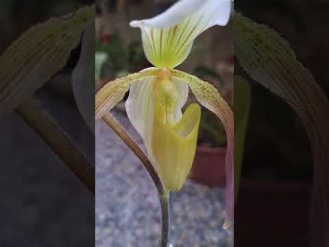 拖鞋蘭 paphiopedilum #orchid #蘭花