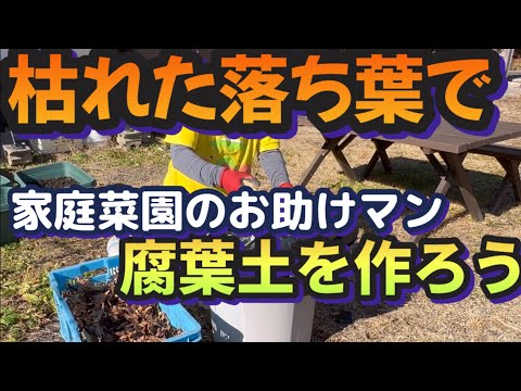 【楽しい家庭菜園】来年の土作りの準備！枯れた落ち葉をリサイクルで腐葉土を作ってみる