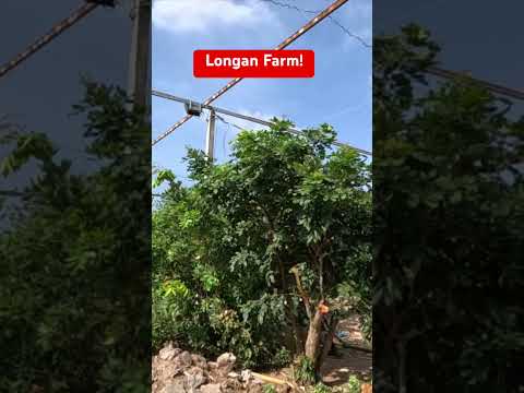 Longan Farm! 🤗 #vietnam #travel #travelblogger #travelvlog #indianinvietnam