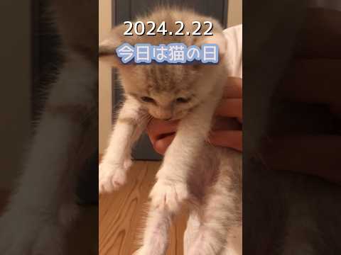 にゃんにゃんにゃん 今日は猫の日 #ねこ動画 #cat #ねこの日 #保護猫 #猫の日 #子猫 #毛色