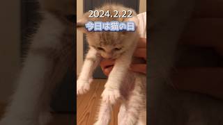 にゃんにゃんにゃん 今日は猫の日 #ねこ動画 #cat #ねこの日 #保護猫 #猫の日 #子猫 #毛色