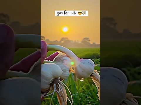 White king 🤑 kheti badi status WhatsApp status farming Desi Vlog #status #dailypost