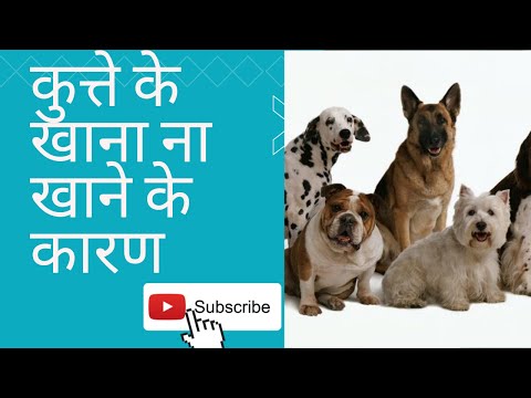 कुत्ते के खाना ना खाने के कारण #doglover #doginformation