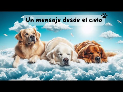 Un Mensaje Desde el Cielo: El Amor Eterno de Nuestros Perritos. #amoreterno #poema #perroslindos