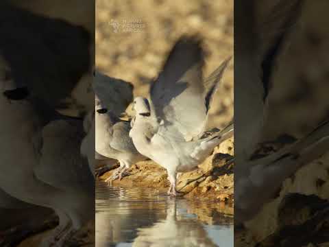 Birds and bees. #shorts #kalahari #birds #birdwatching #birdphotography #kgalagadi #safari #wildife