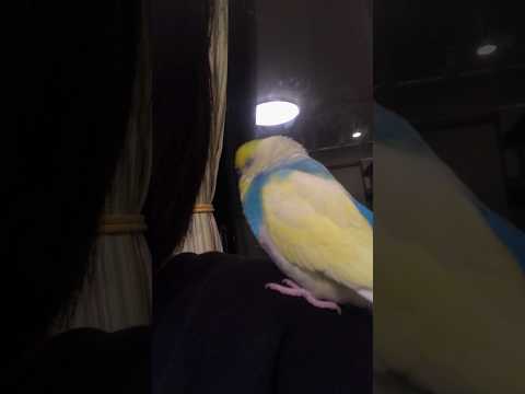 非常に眠そうなインコ #shorts #セキセイインコ #budgie #かわいい #すいちゃん