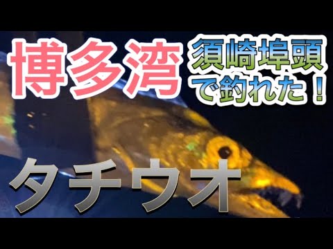 【須崎埠頭】博多湾でタチウオ釣り！キビナゴで釣れる！【2釣目】