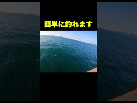 初心者でも釣れる福岡のフカセ釣り#釣り#福岡釣り#フカセ釣り