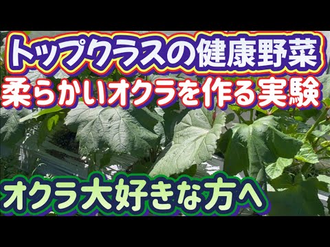 【楽しいオクラ栽培】スーパーフード健康野菜をたくさん柔らかくする実験栽培