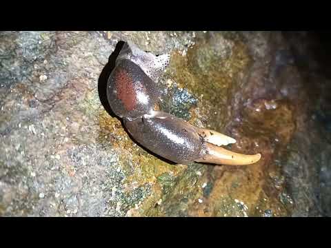 Menangkap Ketam di Pantai pandan, Lundu