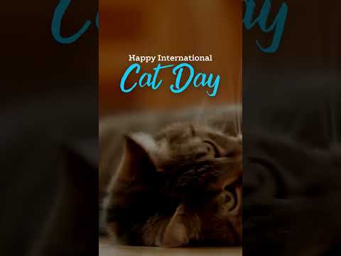 #internationalcatday #CatLovers #FelineFriends