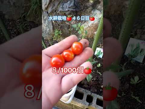 水耕栽培🍅４６日目🍅 #shortsfeed #ミニトマト栽培 #水耕栽培ミニトマト