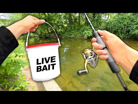 Creek Fishing w/ Live MINNOWS for Anything That Bites!