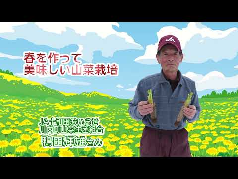 2023年1月27日放送「Fresh Vegetable」旬の青森県産タラの芽紹介～JA十和田おいらせより～