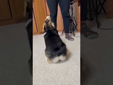 КАК ТВЕРКАЮТ КОРГИ #dog #funny #corgi #funnyvideo #dance