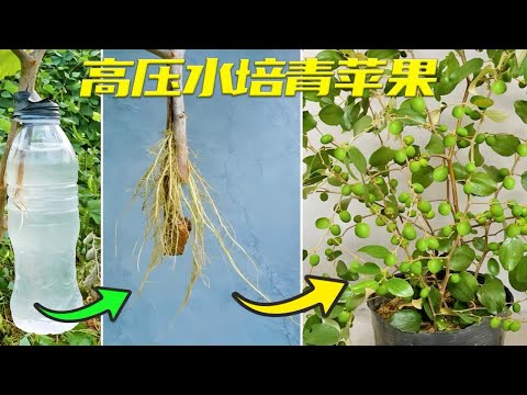 极其少见的苹果繁殖法，没想到水培野能成功，学会了后期多到摘不完