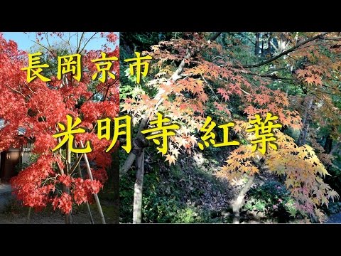 【Kansai Outing Spot】Autumn leaves of Komyo-ji in Nagaokakyo city