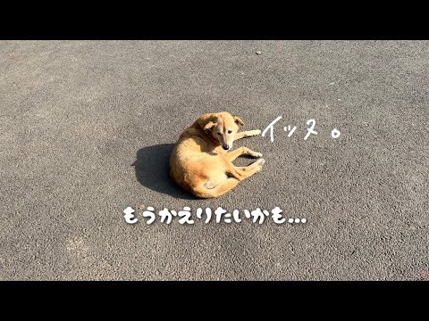 【インド旅行ep.2】首都ニューデリーは疲れる… / india /vlog