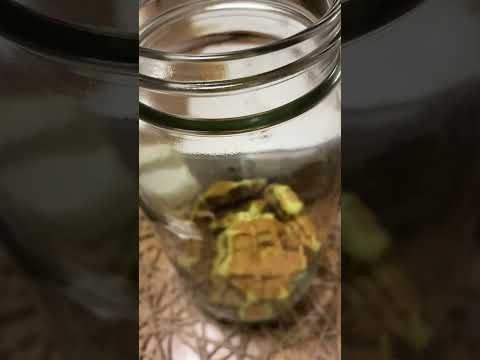 Macha Cookie #asmr #shorts