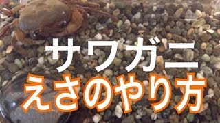 サワガニ エサをパクッと食べる瞬間