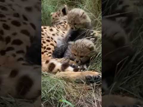 A female tiger is preparing to attack an animal approaching er young cubs🙊🐯 #shorts