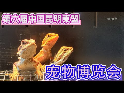 【ペット博】第六届中国昆明东盟宠物博览会・爬虫類鳥類ほか