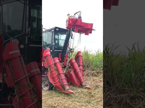 Sugar cane harvesting | #tractorvideo