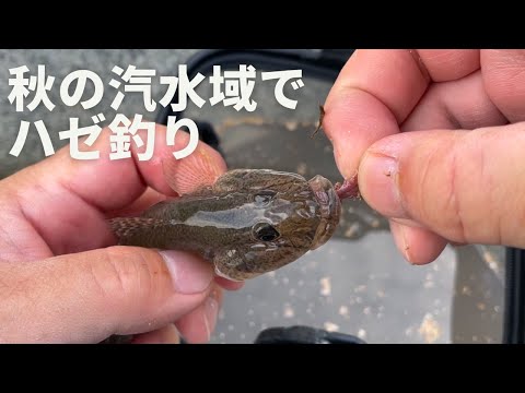 秋は誰でもかんたんにハゼが釣れる季節だ！奥さんもハゼ爆釣