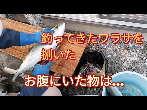 釣った魚の処理／ワラサを３枚にさばく／お腹から出てきた大きな鰯！！#魚をさばく #釣り　３枚おろし