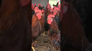 Rooster Farming #poultry #urbanpoultry