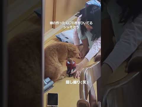 猫と娘の福引きにほっこり