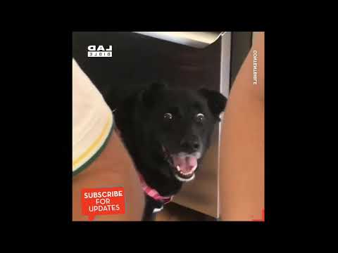 Funniest dog compilation on the Internet